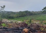 Gakkum KLHK Kejar Buronan Tersangka Perambah Hutan di Kabupaten Bangka