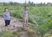 Sawah LP2B Limus Diduga Disulap Jadi Sawit, DPRD Babel Desak APH Bongkar Mafia Tanah