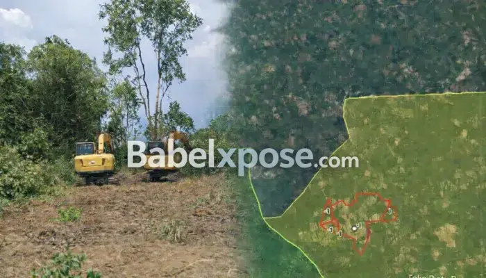 Diam-Diam Hutan Produksi Dibabat, Siapa Aktor Intelektualnya?